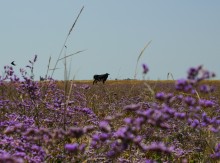 Беглицкая коса