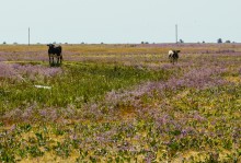 Беглицкая коса