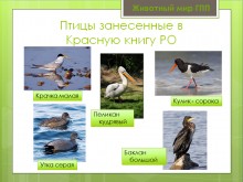 Беглицкая коса