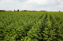 Подсолнечное масло и его история