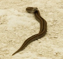 По следам Вещего Олега к хазарской крепости в Дивногорье