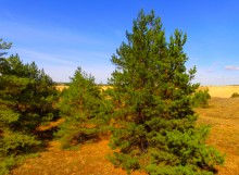 Большие Быковские Буруны