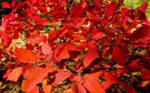 Осенний слет грибников в каменских лесах