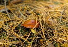 Осенний слет грибников в каменских лесах