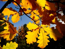 Осенний слет грибников в каменских лесах