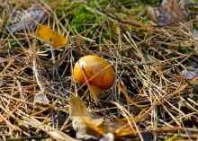 Осенний слет грибников в каменских лесах