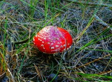 Осенний слет грибников в каменских лесах