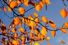 Осенний слет грибников в каменских лесах