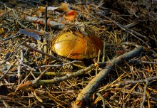 Осенний слет грибников в каменских лесах