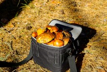 Осенний слет грибников в каменских лесах