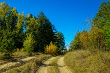 Осенний слет грибников в каменских лесах