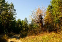 Осенний слет грибников в каменских лесах