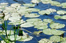 Дон у Вешенской