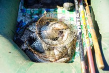 Дон у Вешенской