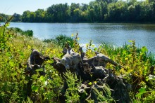 Дон у Вешенской