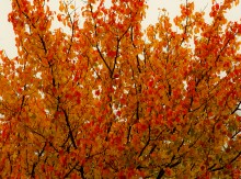 Осень у Дона и Аксая