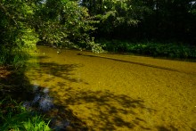 Песковатка