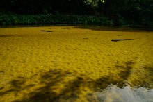 Песковатка