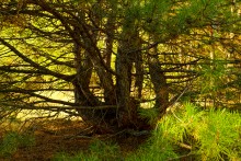 За грибами на берега Быстрой