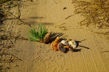 За грибами на берега Быстрой