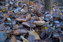 За грибами на берега Быстрой