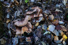 За грибами на берега Быстрой