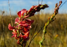 За грибами на берега Быстрой
