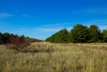 За грибами на берега Быстрой
