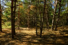 За грибами на берега Быстрой