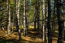 За грибами на берега Быстрой