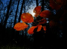 За грибами на берега Быстрой