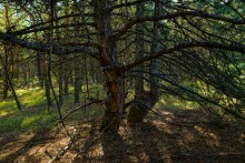 За грибами на берега Быстрой