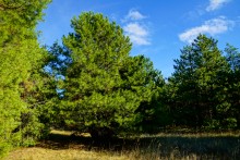 За грибами на берега Быстрой