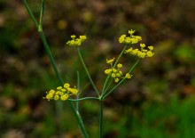 Осень садовая