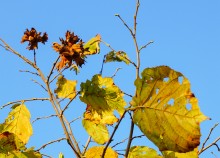 Осень садовая