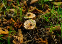 Осень садовая