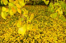 Осень садовая