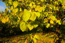 Осень садовая