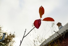 Осень садовая