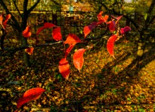 Осень садовая