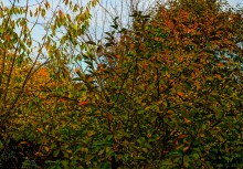 Осень садовая