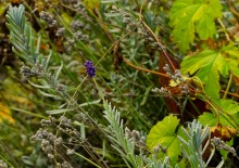 Осень садовая