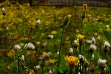 Осень садовая