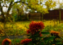 Осень садовая