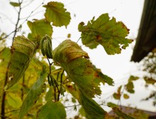 Осень садовая