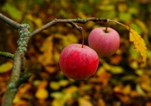 Осень садовая