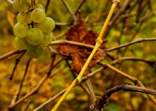 Осень садовая