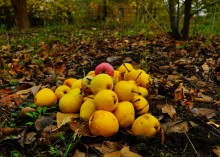 Осень садовая