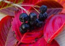 Осень садовая