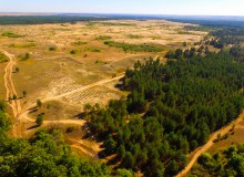 Вёшенский дуб-великан